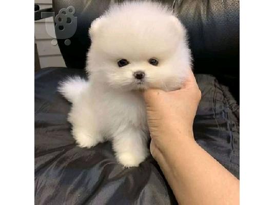 PoulaTo: Kc Reg Pomeranian έτοιμο τώρα